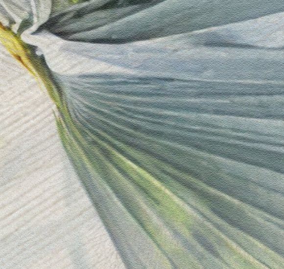 PALM